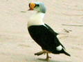 King Eider